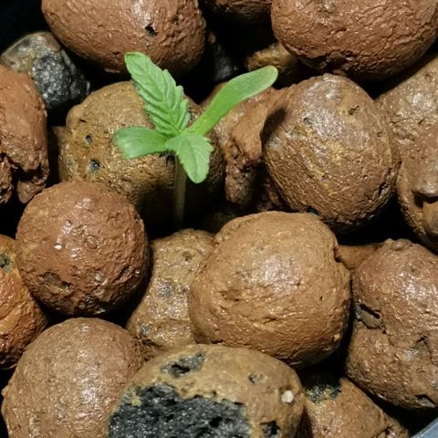 Calima growlog timeline photo