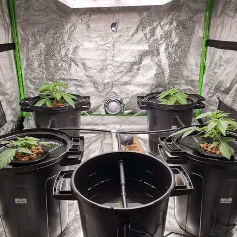Cream caramel  growlog photo: Seguimiento 