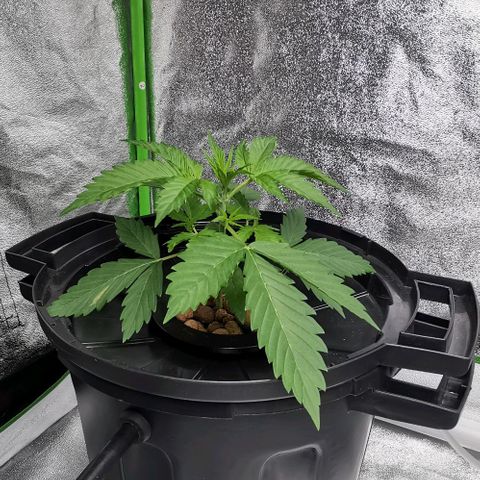 Cream caramel  growlog photo: Seguimiento 