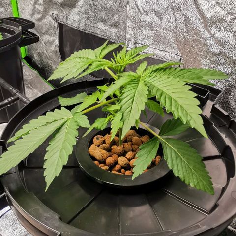 Cream caramel  growlog photo: Seguimiento 