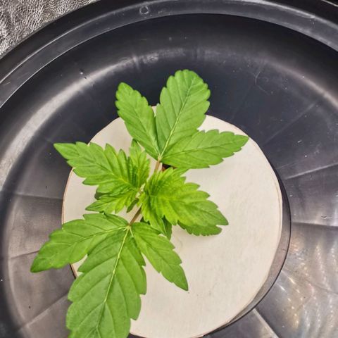 Calima growlog photo: Seguimiento 