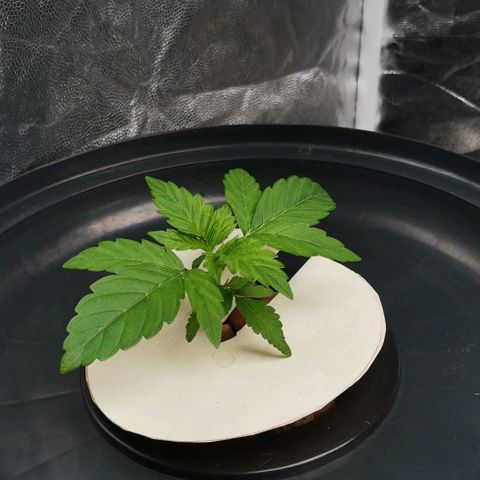 Calima growlog photo: Seguimiento 