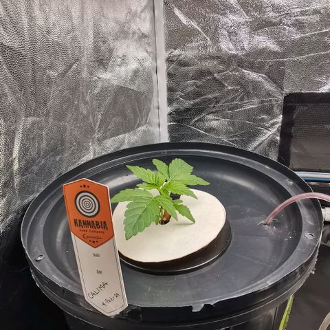 Calima growlog photo: Seguimiento 