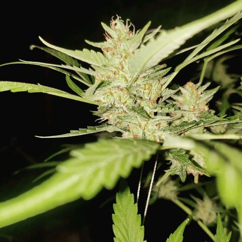 Jelly Berry 🫐 F1 growlog timeline photo
