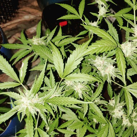 Jelly Berry 🫐 F1 growlog photo: Forbidden Runtz ☢️