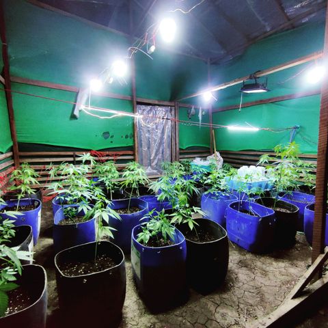 Jelly Berry 🫐 F1 growlog photo: Nebula's Farm