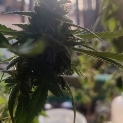 Jelly Berry 🫐 F1 growlog photo: Nebula's Farm