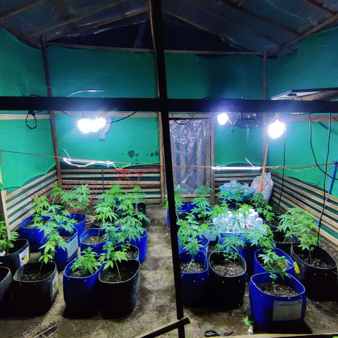 Jelly Berry 🫐 F1 growlog photo: Nebula's Farm