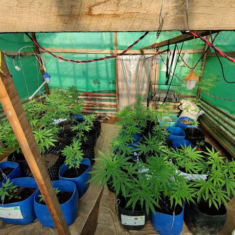 Jelly Berry 🫐 F1 growlog photo: Nebula's Farm