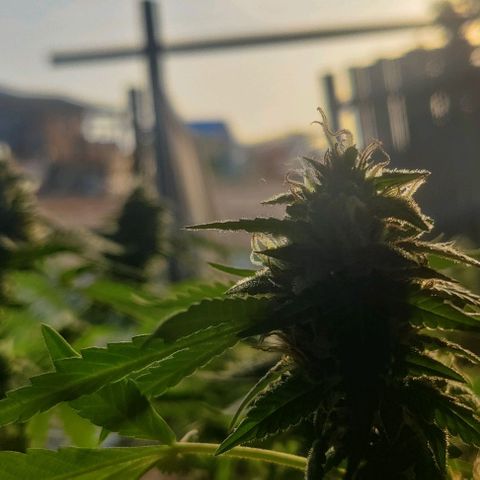 Jelly Berry 🫐 F1 growlog photo: Nebula's Farm