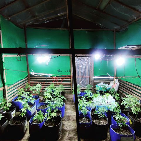 Jelly Berry 🫐 F1 growlog photo: Nebula's Farm