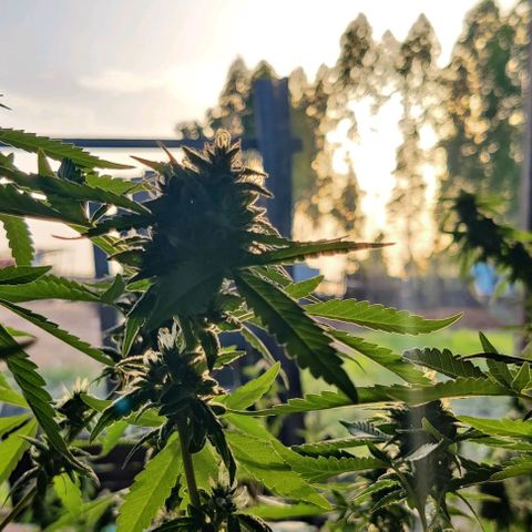 Jelly Berry 🫐 F1 growlog photo: Nebula's Farm