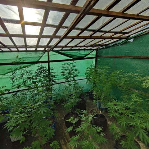Jelly Berry 🫐 F1 growlog photo: Nebula's Farm