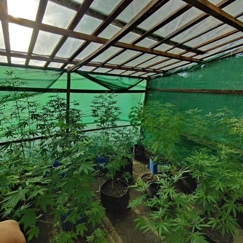 Jelly Berry 🫐 F1 growlog photo: Nebula's Farm