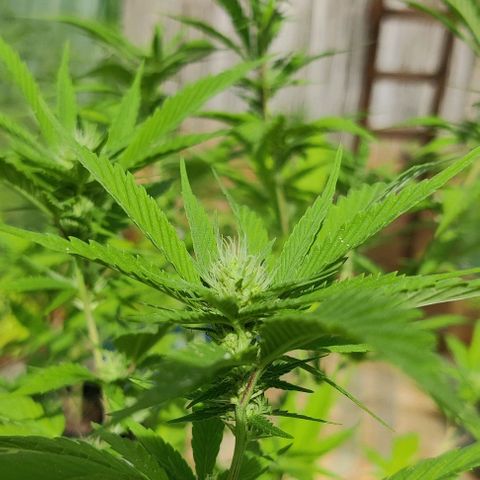 Jelly Berry 🫐 F1 growlog timeline photo