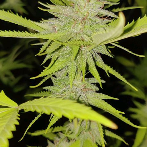 Jelly Berry 🫐 F1 growlog photo: Week 4 Flowering 