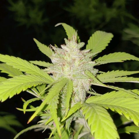 Jelly Berry 🫐 F1 growlog photo: Week 4 Flowering 