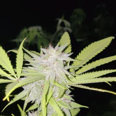 Jelly Berry 🫐 F1 growlog photo: Week 4 Flowering 