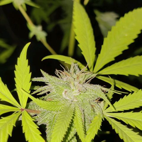 Jelly Berry 🫐 F1 growlog photo: Week 4 Flowering 