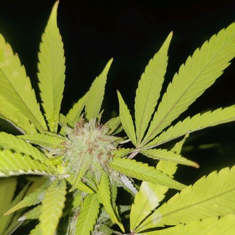 Jelly Berry 🫐 F1 growlog photo: Pineapple Chunks 🧀
