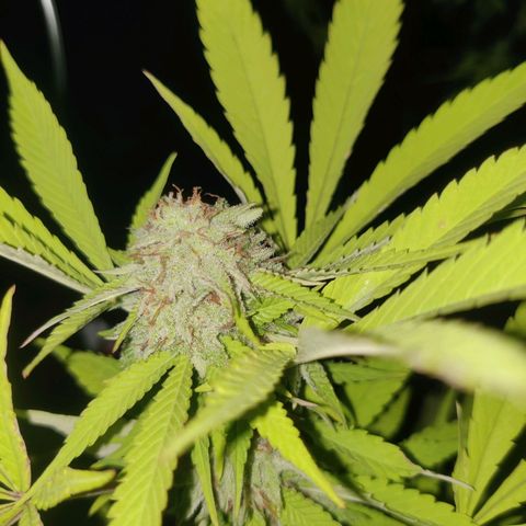 Jelly Berry 🫐 F1 growlog photo: Pineapple Chunks 🧀