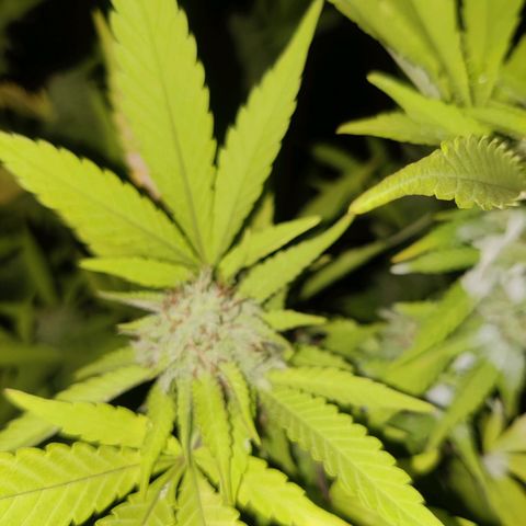Jelly Berry 🫐 F1 growlog photo: Pineapple Chunks 🧀