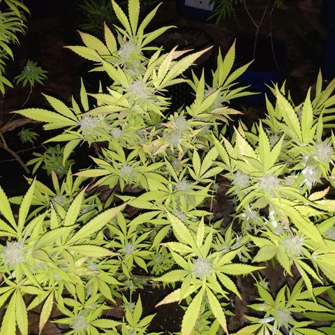 Jelly Berry 🫐 F1 growlog photo: Pineapple Chunks 🧀