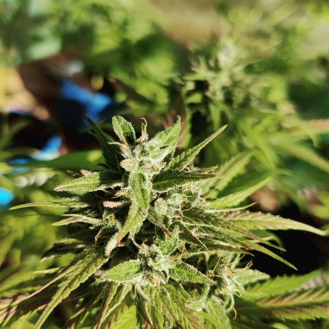 Jelly Berry 🫐 F1 growlog photo: Gorilla Berry 