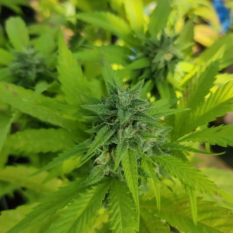 Jelly Berry 🫐 F1 growlog photo: Gorilla Berry 