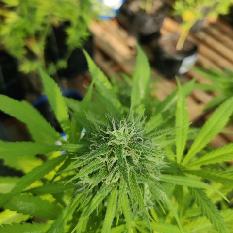 Jelly Berry 🫐 F1 growlog photo: Gorilla Berry 