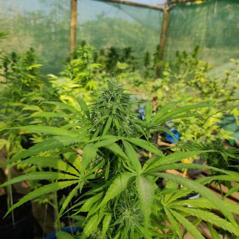Jelly Berry 🫐 F1 growlog photo: Gorilla Berry 
