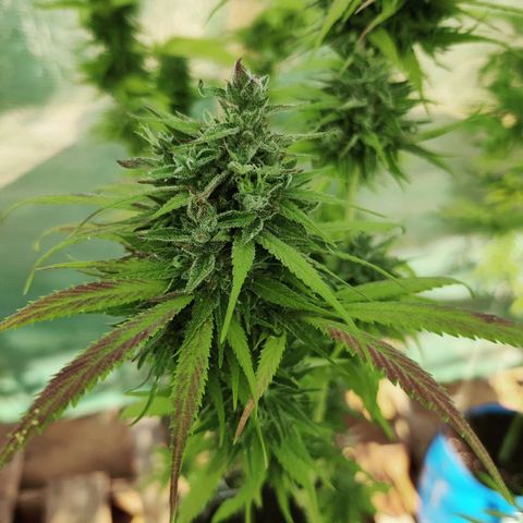Jelly Berry 🫐 F1 growlog photo: Gorilla Berry 