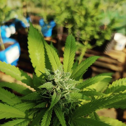 Jelly Berry 🫐 F1 growlog photo: Gorilla Berry 