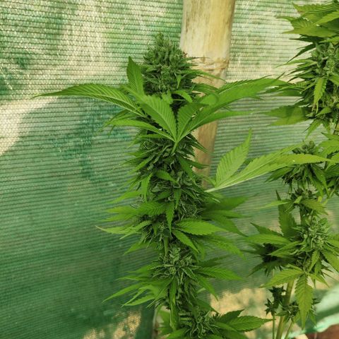 Jelly Berry 🫐 F1 growlog photo: Gorilla Berry 