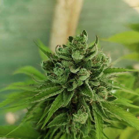 Jelly Berry 🫐 F1 growlog photo: Gorilla Berry 
