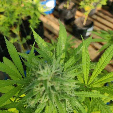 Jelly Berry 🫐 F1 growlog photo: Gorilla Berry 