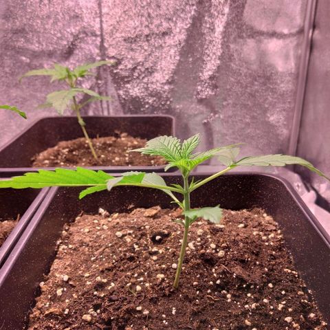 Viviana growlog timeline photo