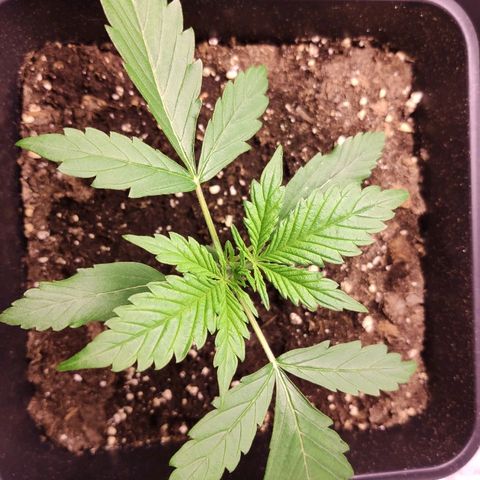 Viviana growlog timeline photo