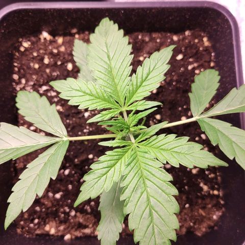 Viviana growlog timeline photo