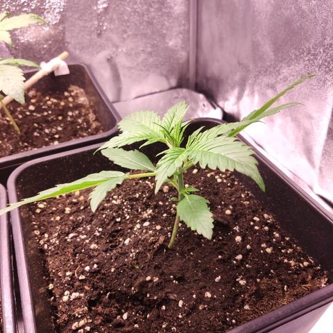 Viviana growlog timeline photo