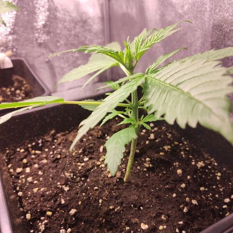 Viviana growlog timeline photo