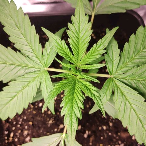 Viviana growlog timeline photo