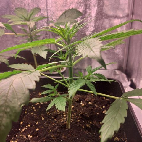 Viviana growlog timeline photo