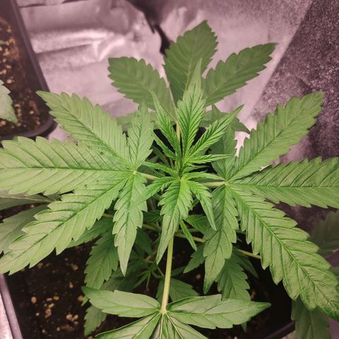 Viviana growlog timeline photo
