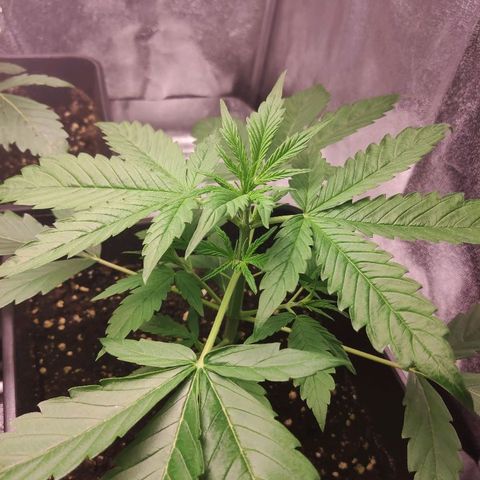 Viviana growlog timeline photo
