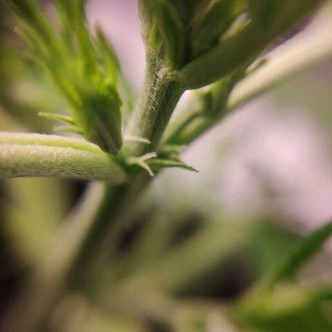 Viviana growlog photo: Preflowers