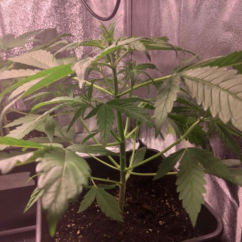 Viviana growlog timeline photo