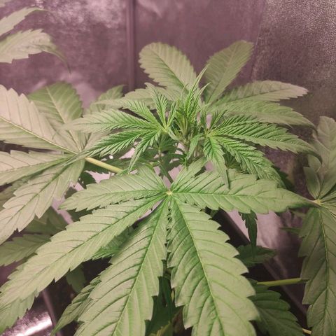 Viviana growlog timeline photo