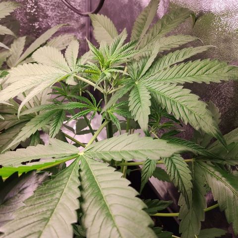 Viviana growlog timeline photo