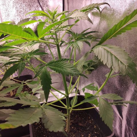 Viviana growlog timeline photo
